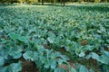 Cauliflower, agriculture field of India Royalty Free Stock Photo