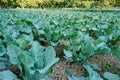 Cauliflower, agriculture field of India