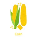 Sweet golden corn. Bunch of Corn. Vector