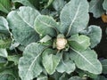 Cauliflower in admits of farm capturing Royalty Free Stock Photo
