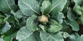 Cauliflower in admits of farm capturing Royalty Free Stock Photo