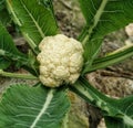 Cauliflower in admits of farm capturing Royalty Free Stock Photo