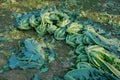 Cauliflower, agriculture field of India Royalty Free Stock Photo