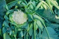 Cauliflower, agriculture field of India Royalty Free Stock Photo