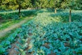 Cauliflower, agriculture field of India