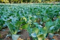 Cauliflower, agriculture field of India