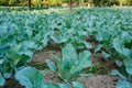 Cauliflower, agriculture field of India