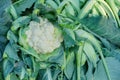 Cauliflower, agriculture of India