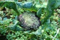 Cauliflower annual plant white to violet head surrounded with thick dark green leaves growing in local garden surrounded with