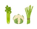 Cauliflower, asparagus and celery. An image of ripe vegetables such as asparagus, celery and cauliflower. Vegetarian