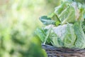 Cauliflower in a basket on a natural green background, space for text Royalty Free Stock Photo