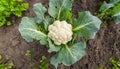 cauliflower - Brassica oleracea - white head is composed of a white inflorescence meristem edible curd with green leaves growing