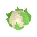 Cauliflower with bright green leaves. Natural and healthy vegetable. Organic farm product. Vegetarian nutrition. Flat