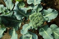 Cauliflower broccoli plant growing in a vegetable garden
