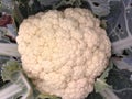 Cauliflower, cabbage  grows in the garden in summer. Royalty Free Stock Photo