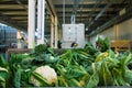 Cauliflower is cleaned, washed, dried and frozen for further storage