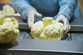 Cauliflower is cleaned, washed, dried and frozen for further storage