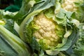 cauliflower close up, natural background Royalty Free Stock Photo