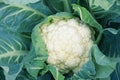 Cauliflower Royalty Free Stock Photo