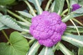 Cauliflower colored purple in garden