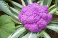 Cauliflower colored purple in garden Royalty Free Stock Photo