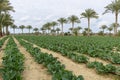 Cauliflower Crop