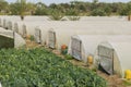 Cauliflower Crop