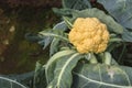 Cauliflower in the cultivation