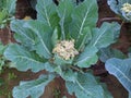Cauliflower cultivation