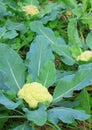 Cauliflower in the cultivation farm