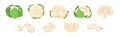 Cauliflower with Edible White Flesh Used in Culinary Vector Set