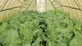 Cauliflower field greenhouse foil bio detail leaves leaf Brassica oleracea land root crop farm farming harvest