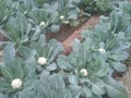 A Cauliflower fields photo in India Royalty Free Stock Photo