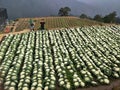 Cauliflower Flowers Garden Mountain View at Benguet