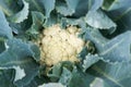 Cauliflower fresh Royalty Free Stock Photo