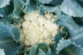 Cauliflower fresh Royalty Free Stock Photo