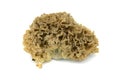 Cauliflower fungus Sparassis crispa Royalty Free Stock Photo