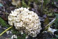 Cauliflower Fungus (Sparassis crispa) Royalty Free Stock Photo