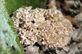 Cauliflower fungus Sparassis crispa on a tree trunk of beech f Royalty Free Stock Photo