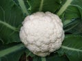 Cauliflower grows in organic soil Royalty Free Stock Photo