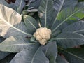 Cauliflower grows in organic soil in the garden on the vegetable area. Royalty Free Stock Photo