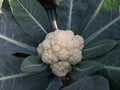 Cauliflower grows in organic soil in the garden on the vegetable area. Royalty Free Stock Photo