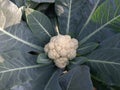 Cauliflower grows in organic soil in the garden on the vegetable area. Royalty Free Stock Photo