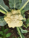 Cauliflower grows in organic soil in the garden on the vegetable area. Royalty Free Stock Photo