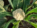 Cauliflower grows in organic soil in the garden on the vegetable area. Royalty Free Stock Photo