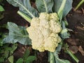 Cauliflower grows in organic soil in the garden on the vegetable area. Royalty Free Stock Photo