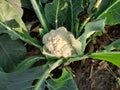 Cauliflower grows in organic soil in the garden on the vegetable area. Royalty Free Stock Photo