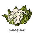 Cauliflower. Hand drawing of vegetables.