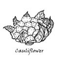 Cauliflower. Hand drawing of vegetables. Vector art illustration.