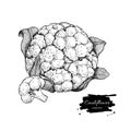 Cauliflower hand drawn illustration. Vegetable engraved s